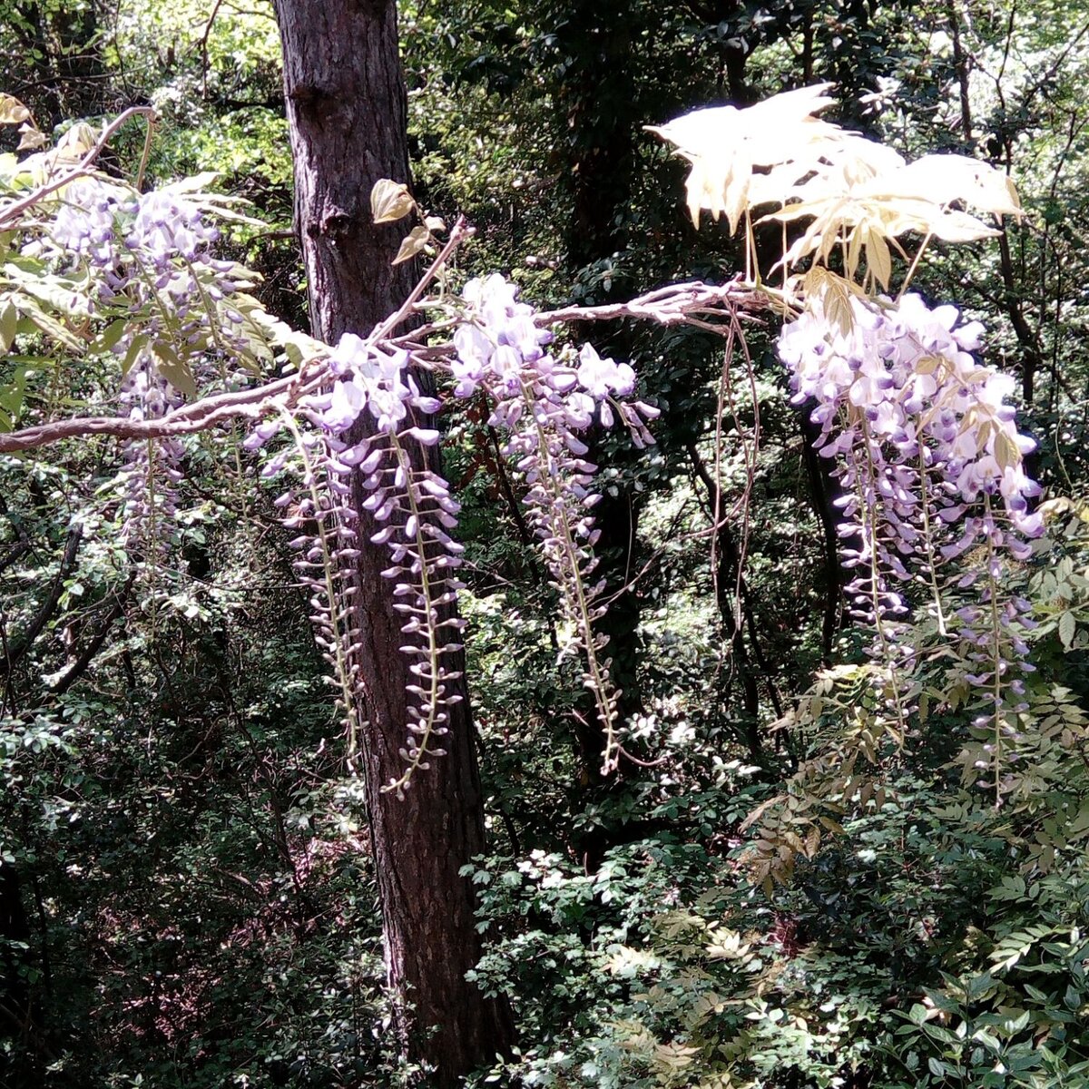 Глициния среди хвойных деревьев парка "Монтедор"