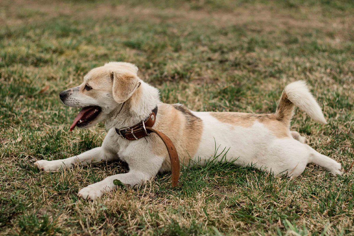 Не кормите питомцев вредной для них пищей и они будут счастливы, как собачка выше. Права на фото куплены автором канала