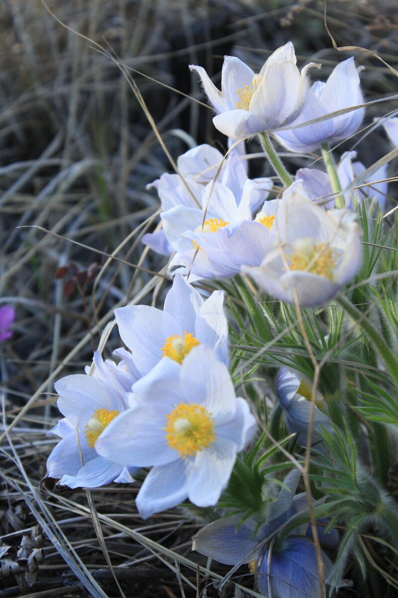 Ботаническое описание