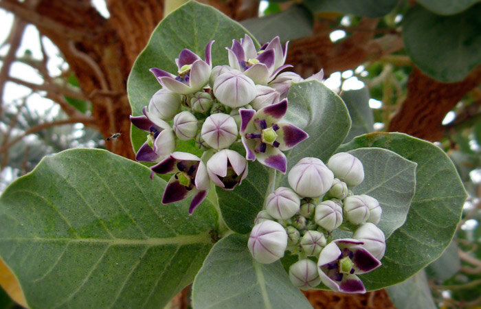 Цветы Calotropis procera (фото автора)