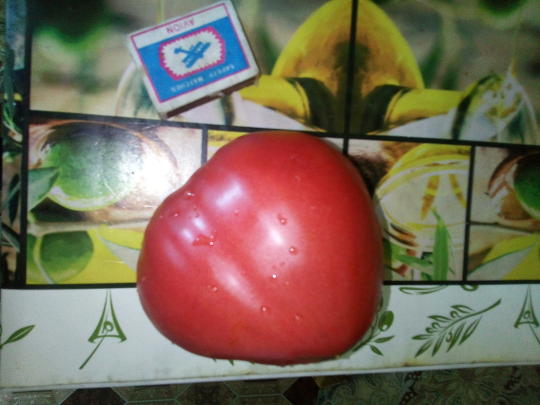 Подкармливаю помидоры в июне содой, золой и дрожжами, плоды вырастают по килограмму