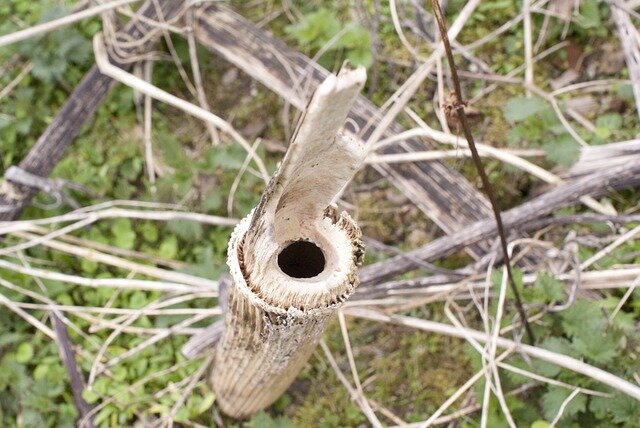 Изображение  с сайта Pixabay Так выглядит сухой полый ствол борщевика сибирского