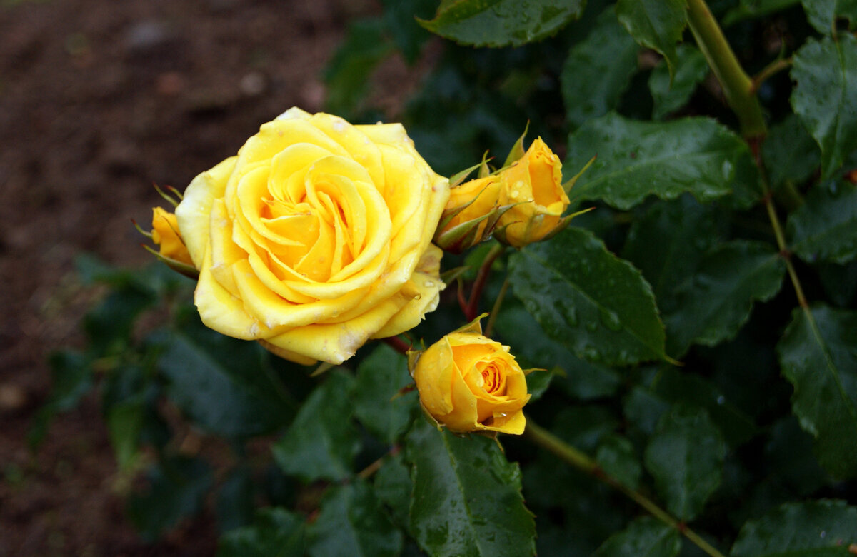 Роза вблизи Полярного круга.