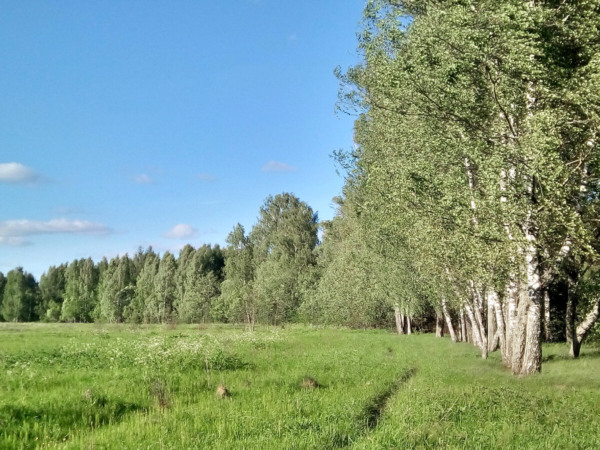 Луг, берег, берёзы