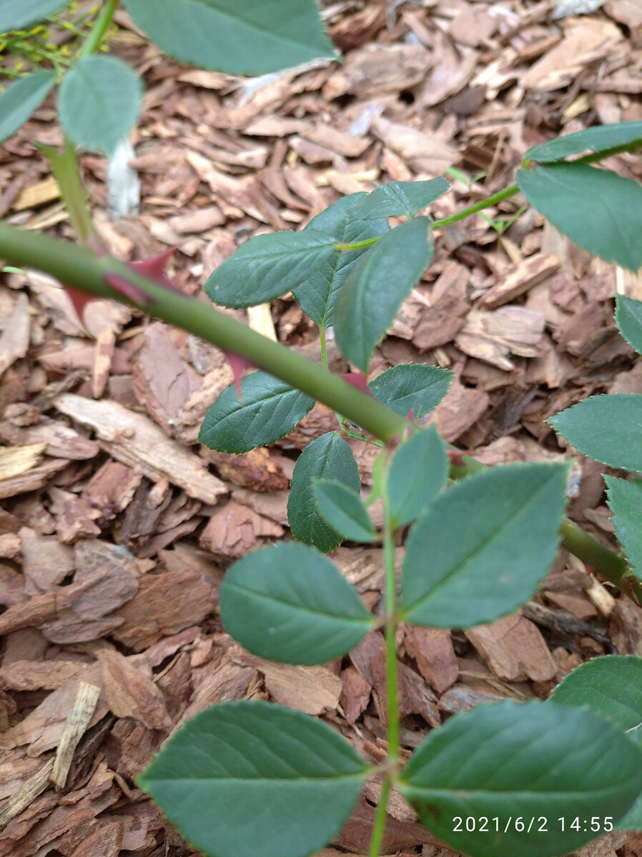 Соня Рикель.