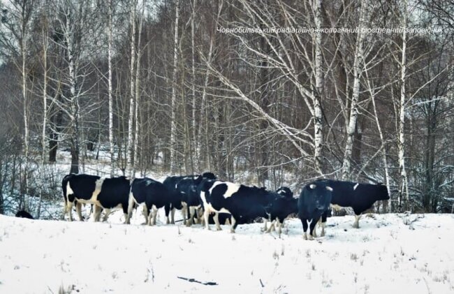 Коровы и быки из села Лубянка. Источник изображения: сайт http://secrets-world.com