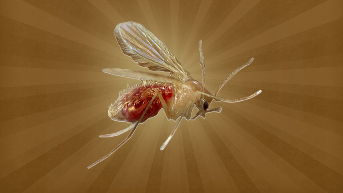 комара рода лутзомия который обитает в тропиках и субтропиках западного полушария.