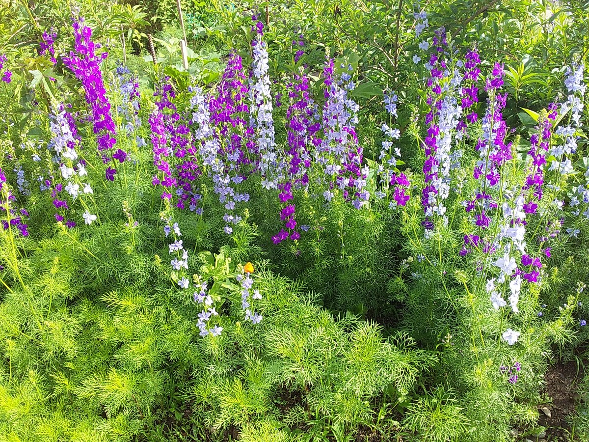 Дельфиниум однолетний или Консолида