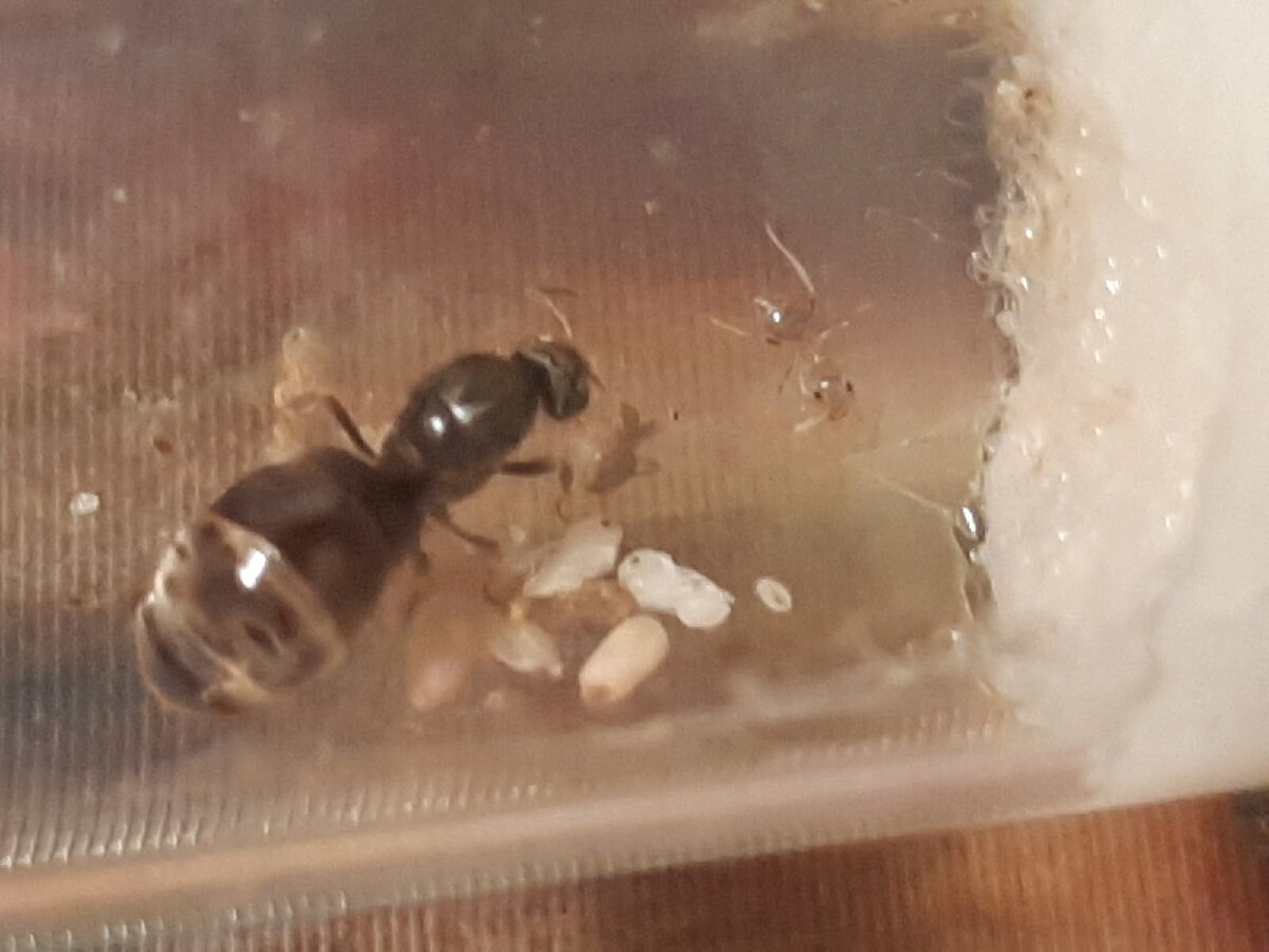 Только что родившиеся рабочие