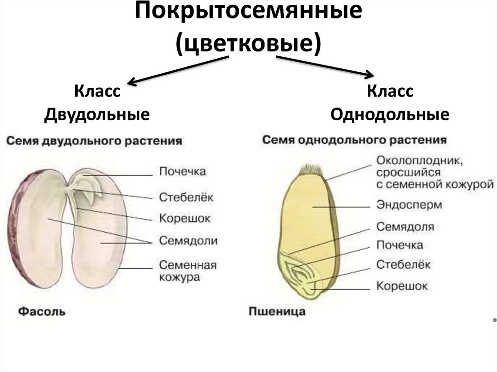 Изучение строения однодольных и двудольных растений. Строение однодольных растений 6 класс биология. Семена однодольных и двудольных растений. Семя однодольного и двудольного растения таблица. Строение однодольных и двудольных семян 6 класс.