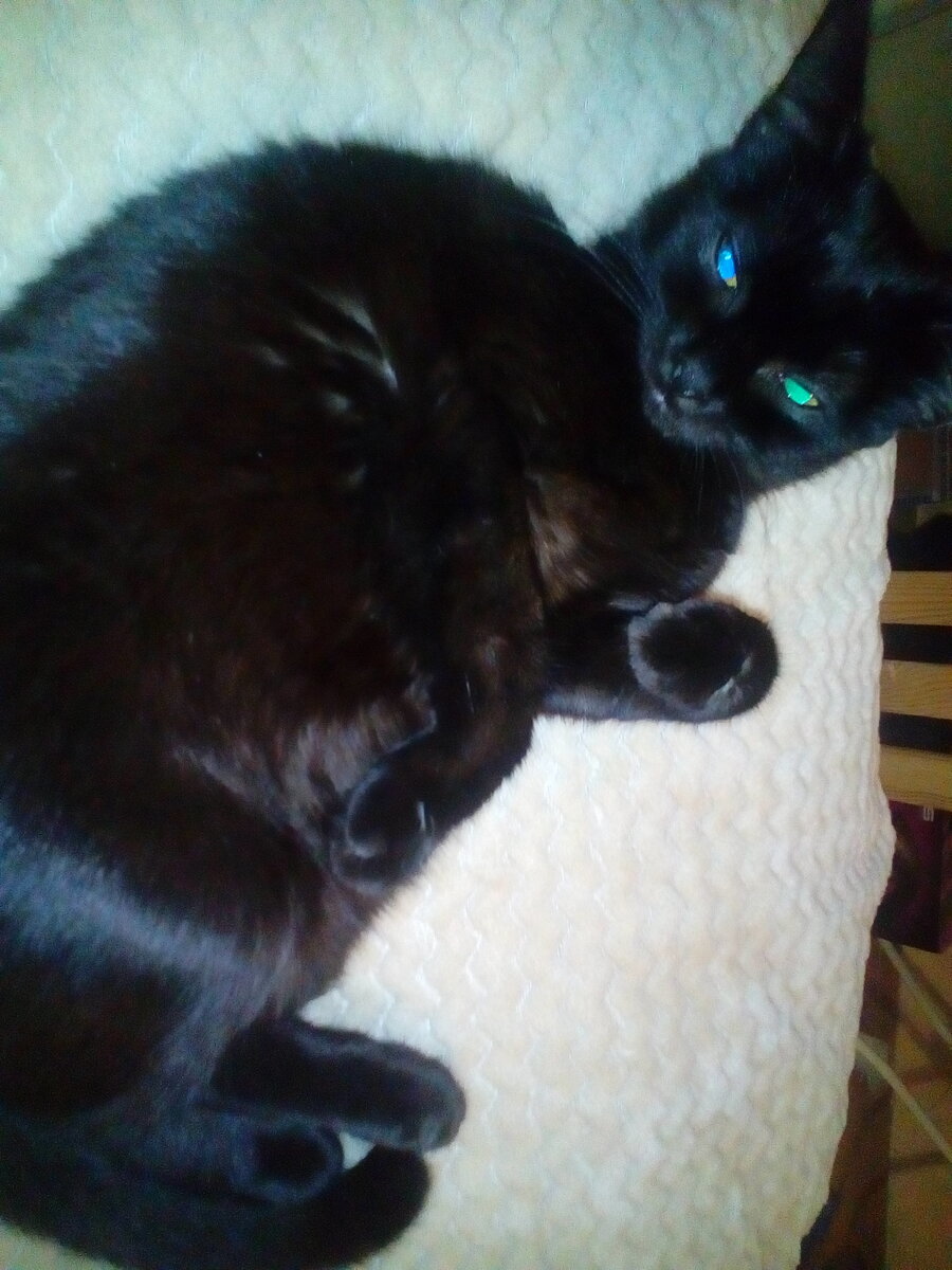 Чистое зло. Фото автора