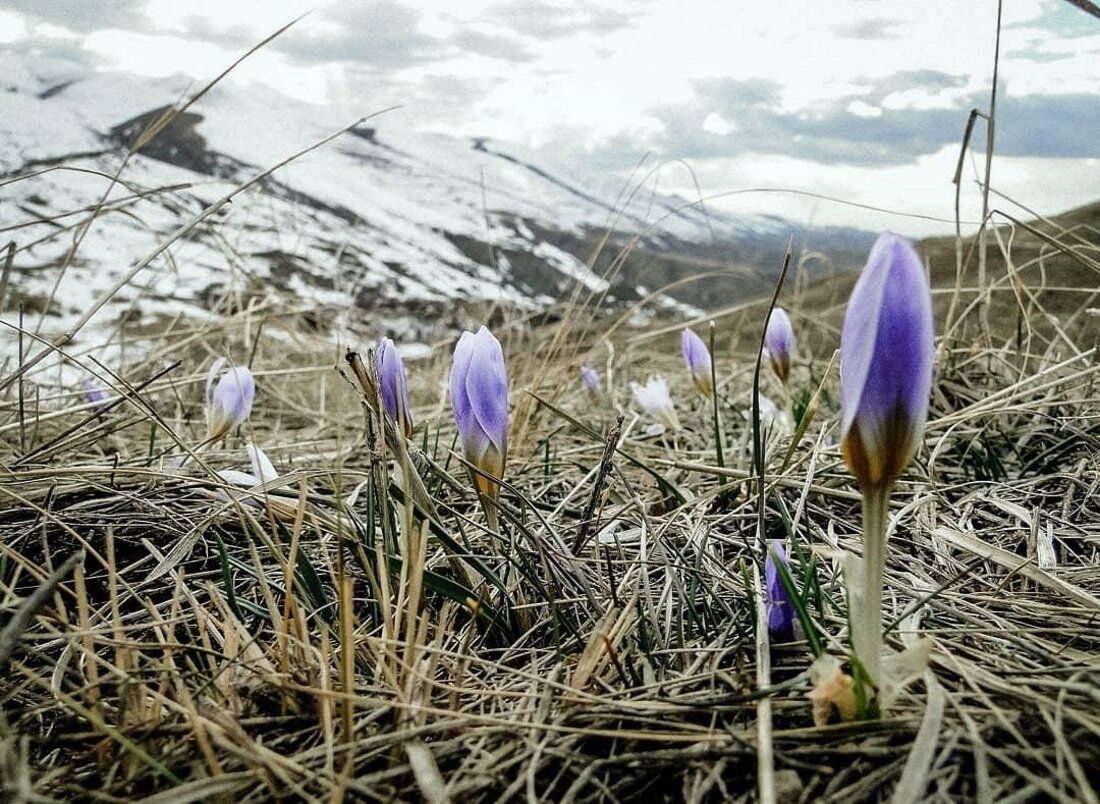 Подснежники в армении фото