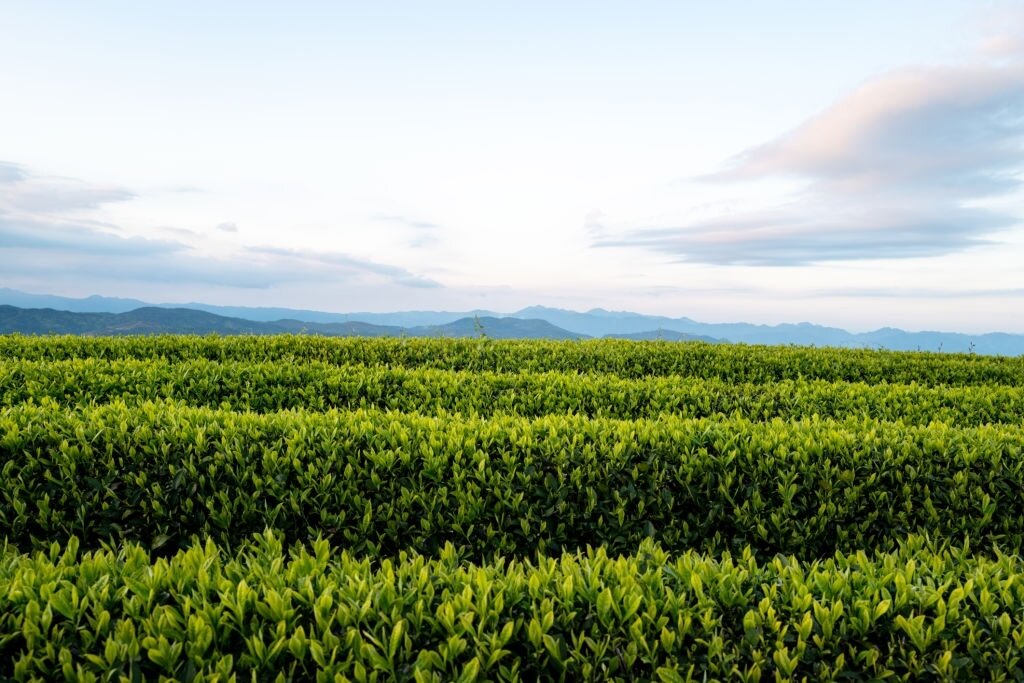 Завезли чай в Кению англичане, взяв его со своих плантаций в Индии. Это был сорт Ассам, который в новых условиях преобразился до неузнаваемости. Плантации расположены на большой высоте, от 1500 до 2700 метров над уровнем моря.