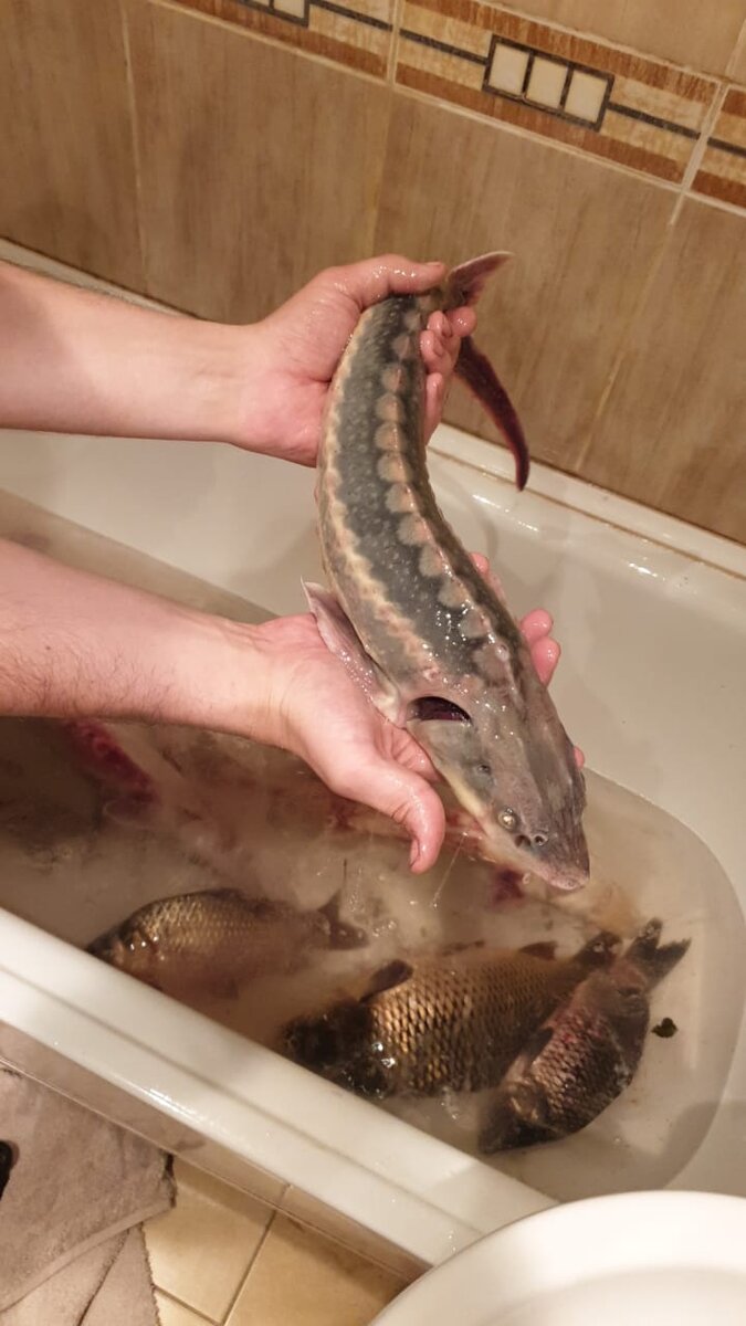 Русский осетр.