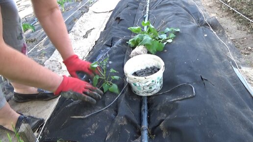 Высадка батата в открытый грунт на черный спанбонд. Небольшой эксперимент с картошкой под нетканкой.