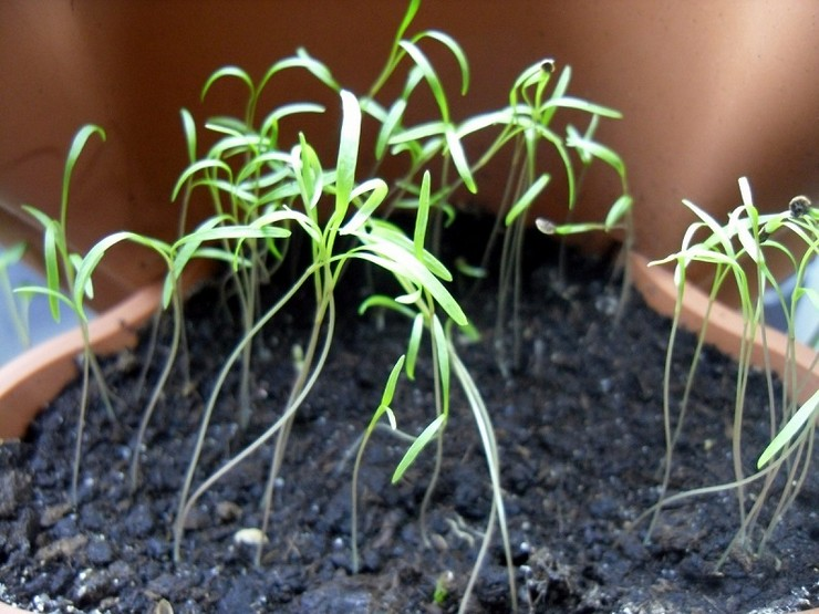Выращивание петрушки на подоконнике: тонкости и нюансы
