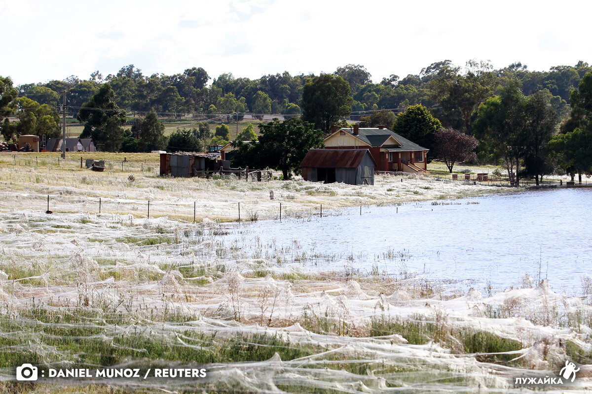 Тысячи пауков различных видов, создали большие сети после наводнения в Виктории 