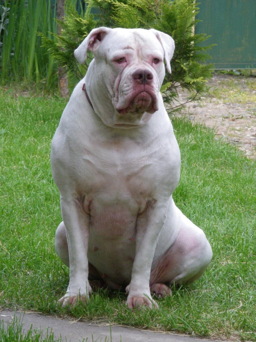 Моя Фанта - американский бульдог