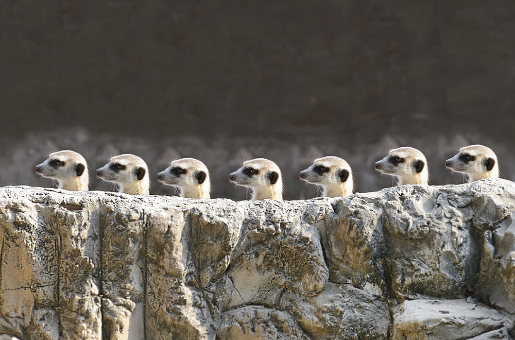 © Momo5287 / Shutterstock.com
