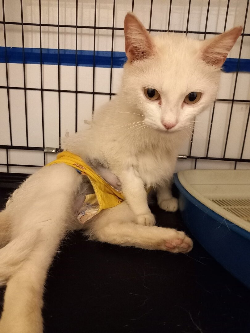 Муся привыкла к вольной жизни, поэтому все время пыталась избавится от попоны.