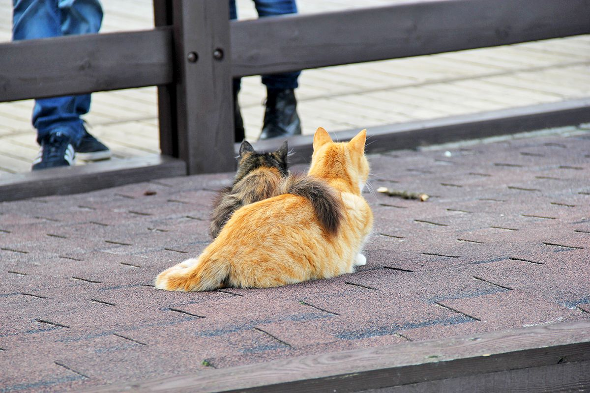 Зеленоградск котики