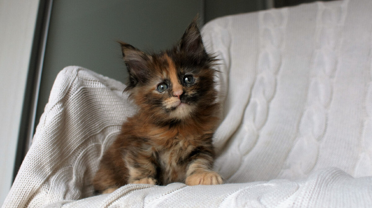 Фото из личного архива. Кошка мейн-кун черепахового окраса Ханна Котоамацуками