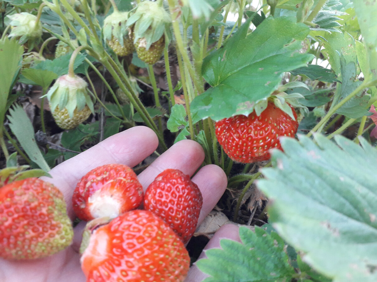 Совсем не хочется, чтобы дрозды съедали землянику. Фото автора.