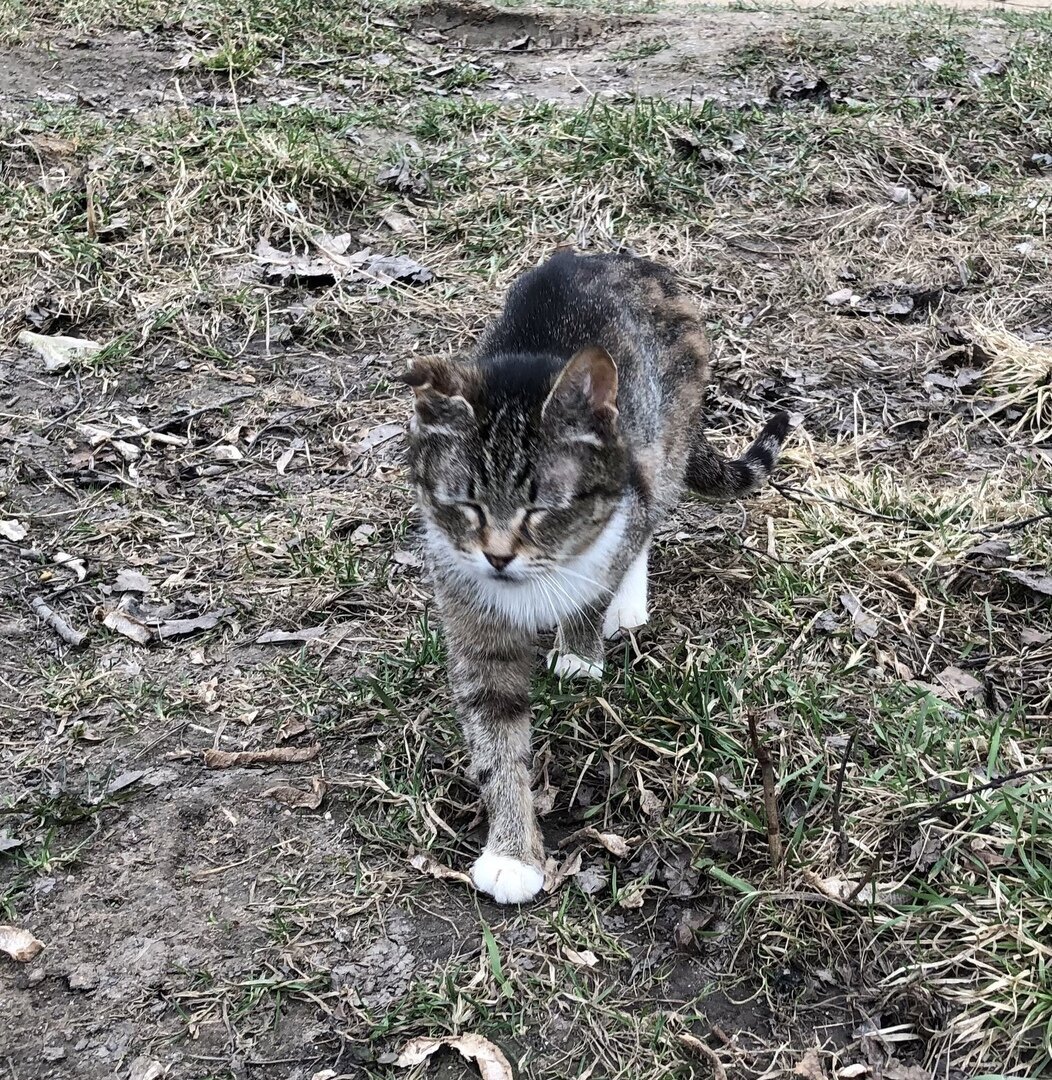 Киса, которую оставили в сгоревшем доме