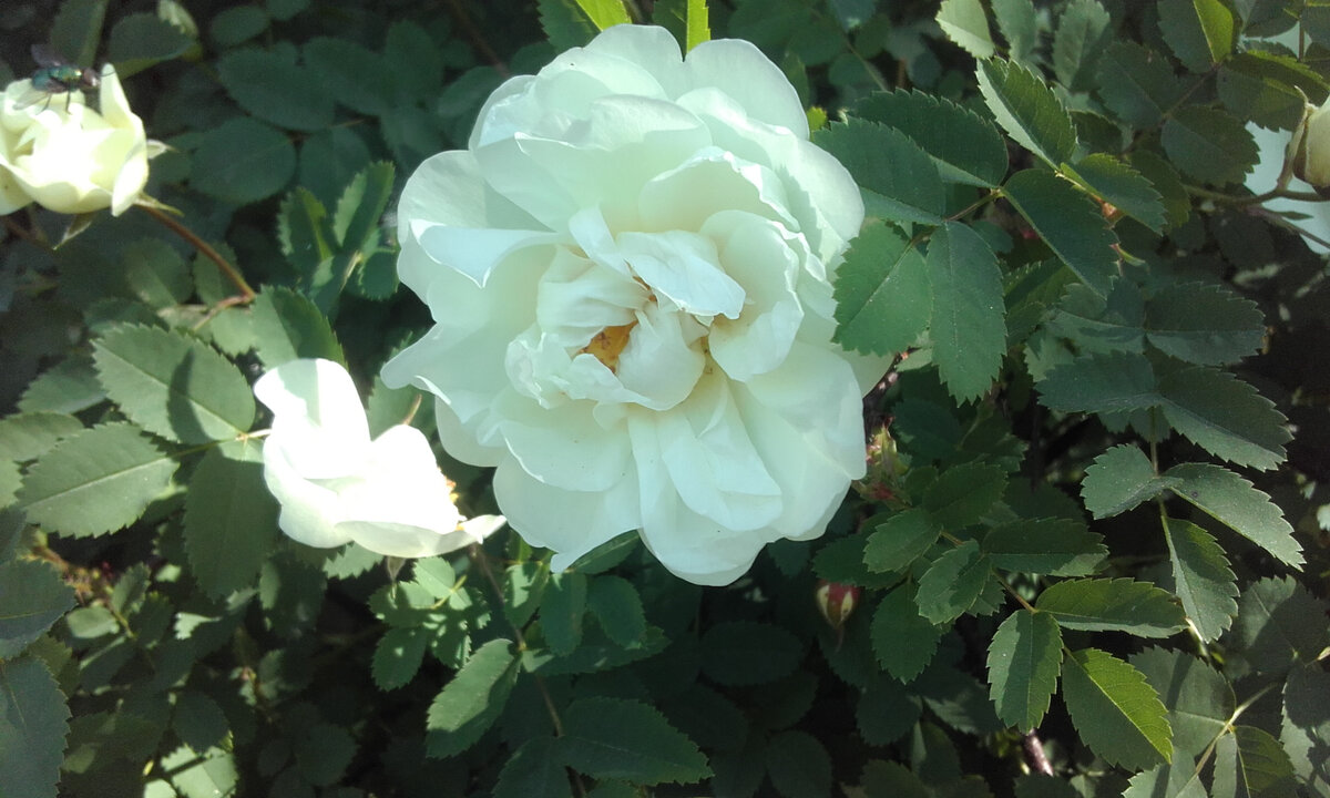 Фото сделано автором. Не в тему ,просто дачная розочка