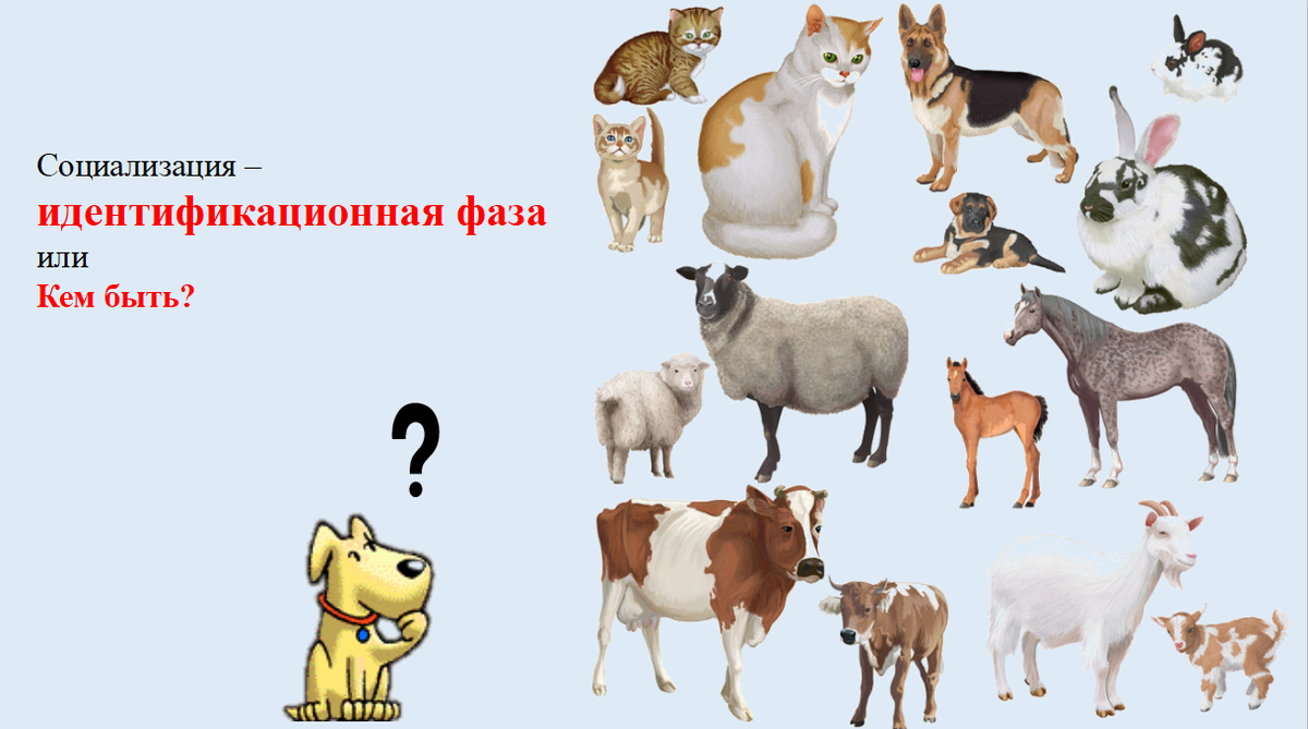 Щенок который думает, что он кошка, это только звучит смешно.