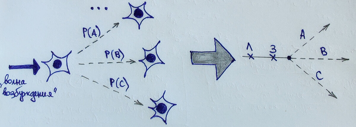 Здесь показаны нейроны головного мозга. Волна возбуждения, подошедшая к одному нейрону, может привести к активации различных нейронов в чисто случайном порядке в зависимости от воли случая (с некоторыми вероятностями P(A), P(B), P(C), что макроскопически выражается в наблюдаемом поведении выбора зайцем одного из маршрутов A, B или С). 