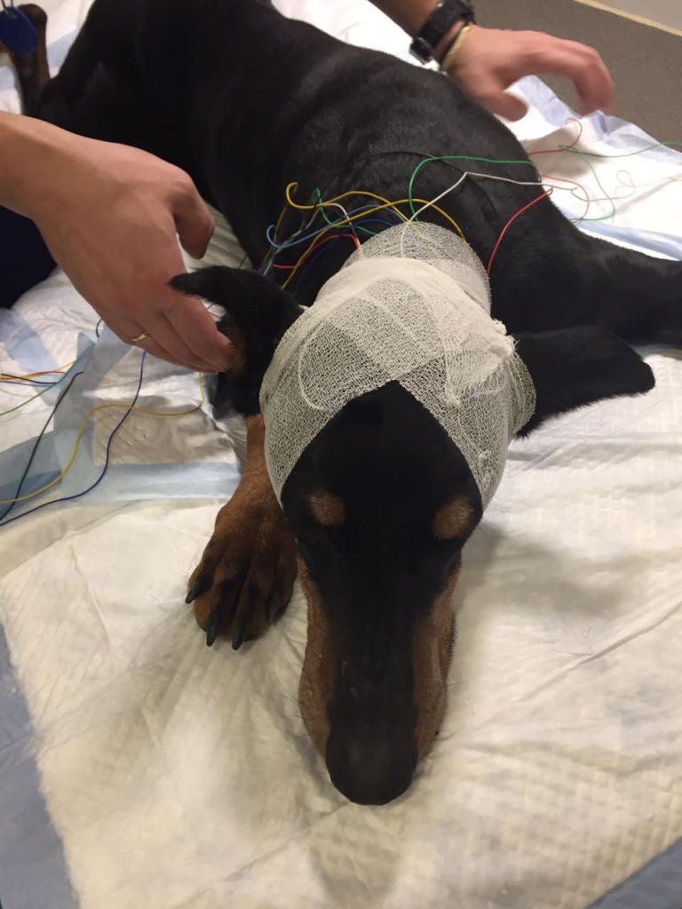 Собака после эпилепсии. Электроэнцефалография собаки. Каркасные повязки Ветеринария. Перевзяка головы у собаки. Защитные повязки для животных Ветеринария.