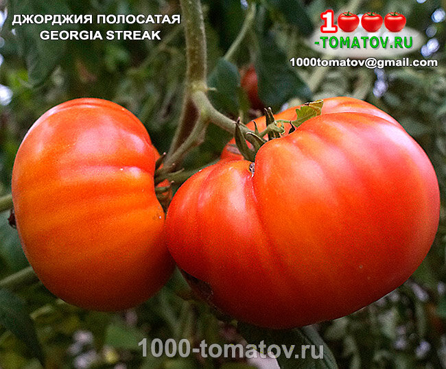 Томат Джорджия полосатая Georgia Streak фото 1