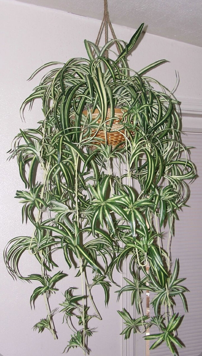 Хлорофитум .