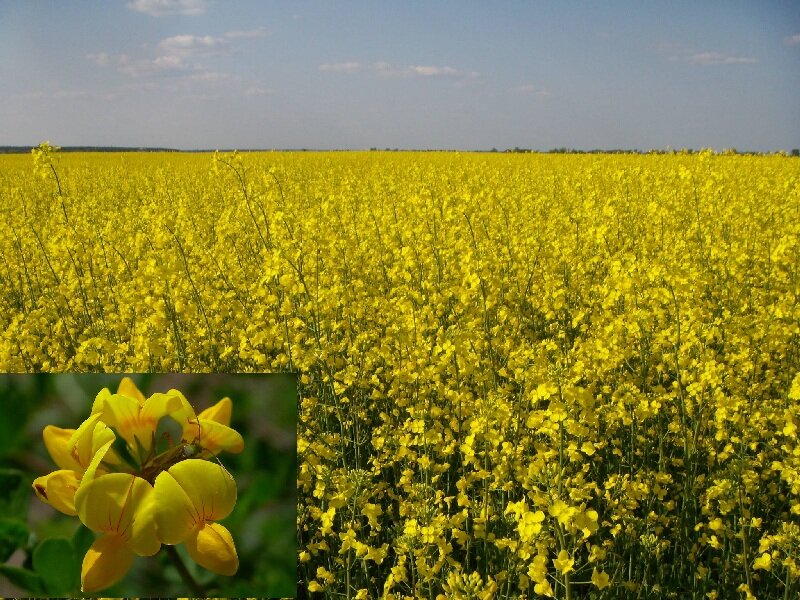 Поле желтой люцерны