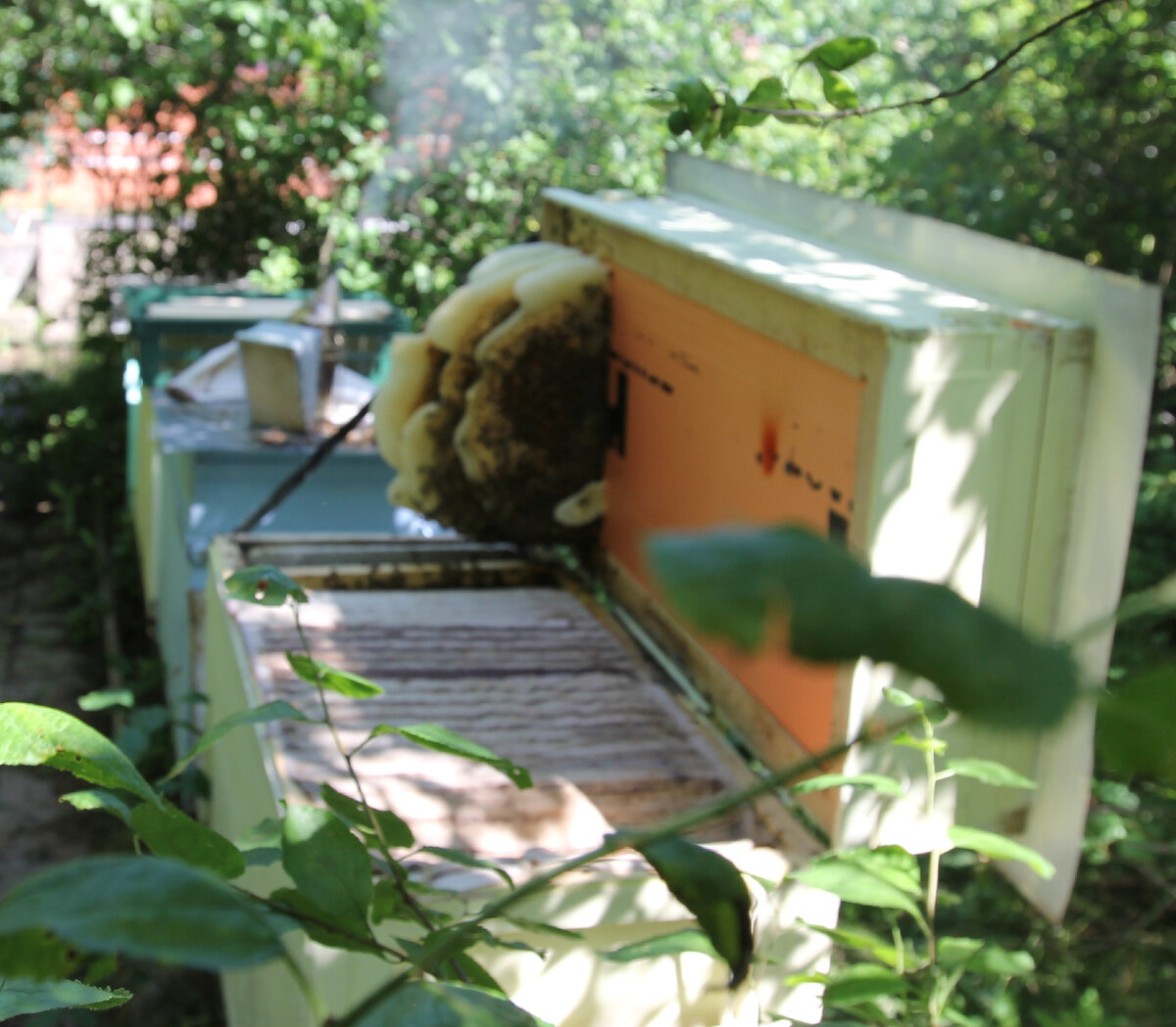 Что нравится пчелам