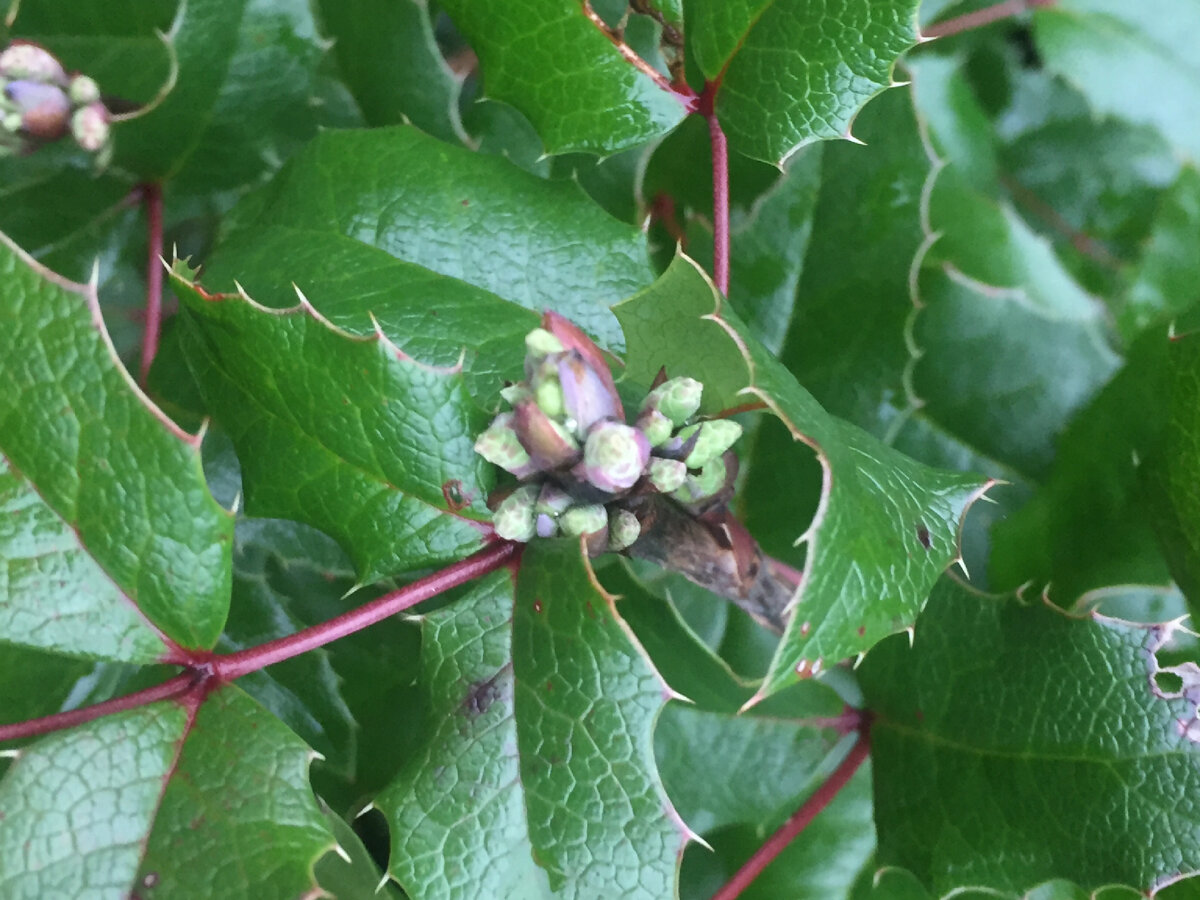 Фото от 5 ноября 2019 года - повторно зацветает магония падуболистная.