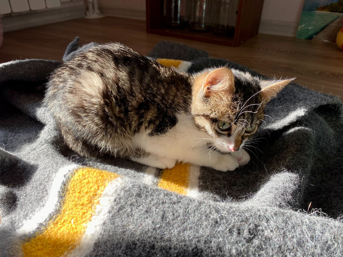 Маленький пушистый карапуз