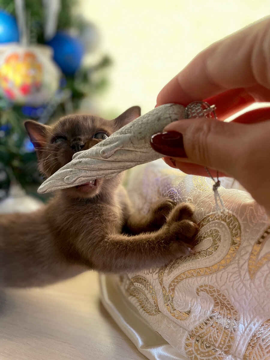 Jasper Burmese cats 