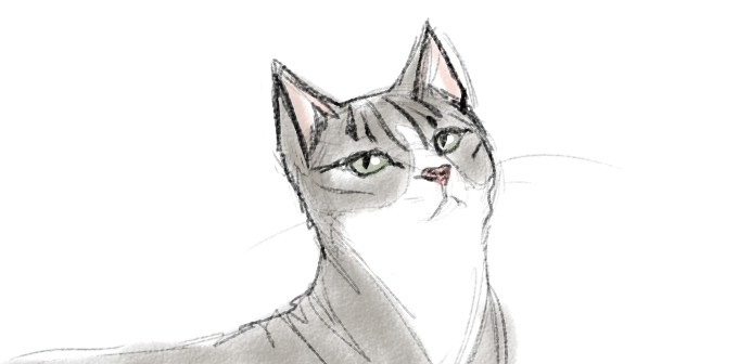 This is my new cat, isn’t she cute?