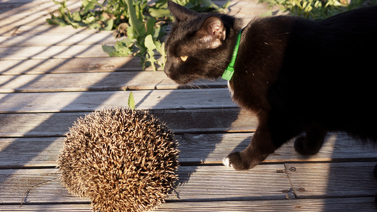 Тина и ежи - ежей у нас много)