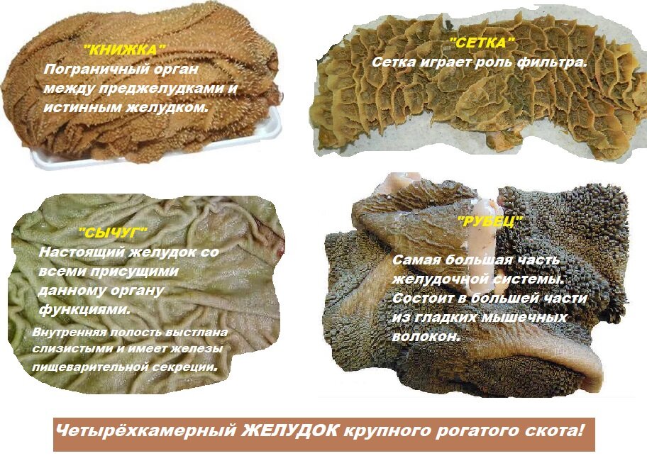 Сколько варить рубец говяжий для собак. Рубец говяжий неочищенный. Сколько варить рубец говяжий для собак. Баранина требуха (рубец). Сколько варить рубец говяжий для собак.