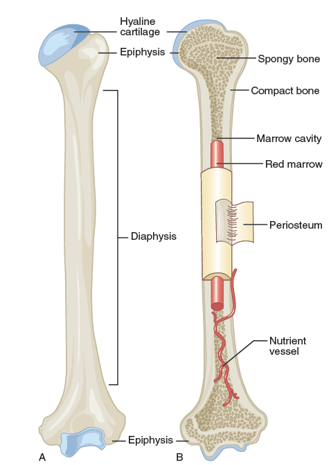 Long bone. Long Bone анатомия. Bones Anatomy. Cartilaginous анатомия. Structure of long Bone..