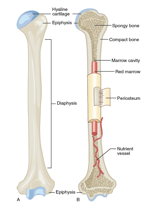 Long bone