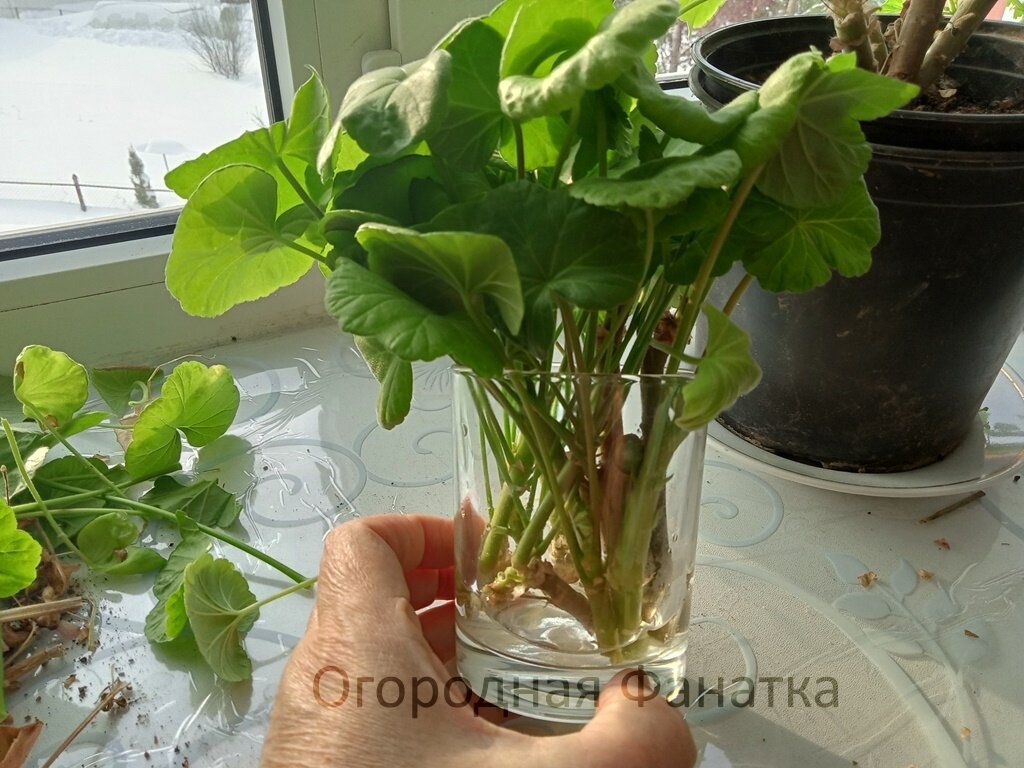 После обрезки пеларгоний образовалось небольшое количество черенков