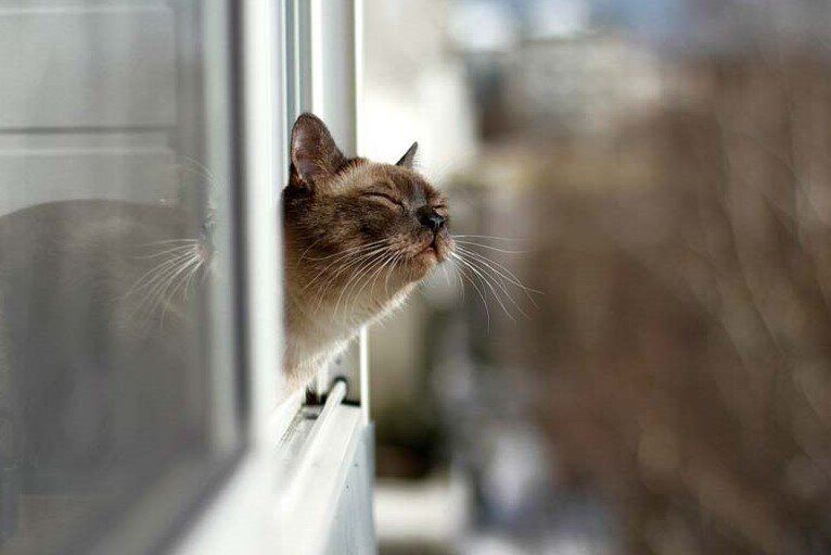 Фото из Интернета.