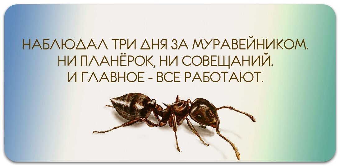 Устройство муравейника очень напоминает устройство пчелиной семьи