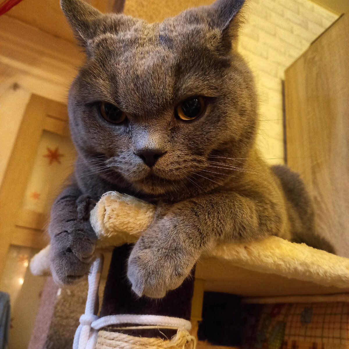 Фото автора. Высоко сижу, далеко гляжу