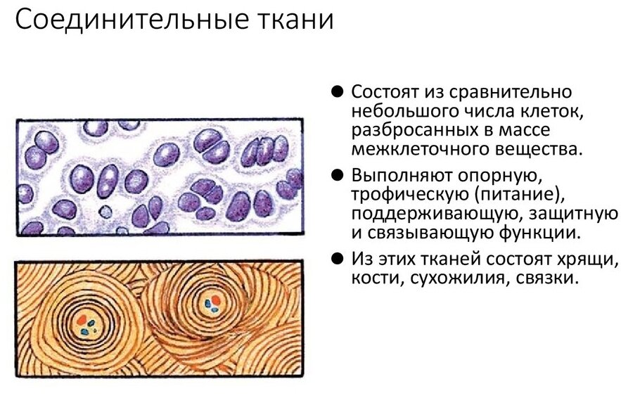 Выберите примеры соединительной ткани