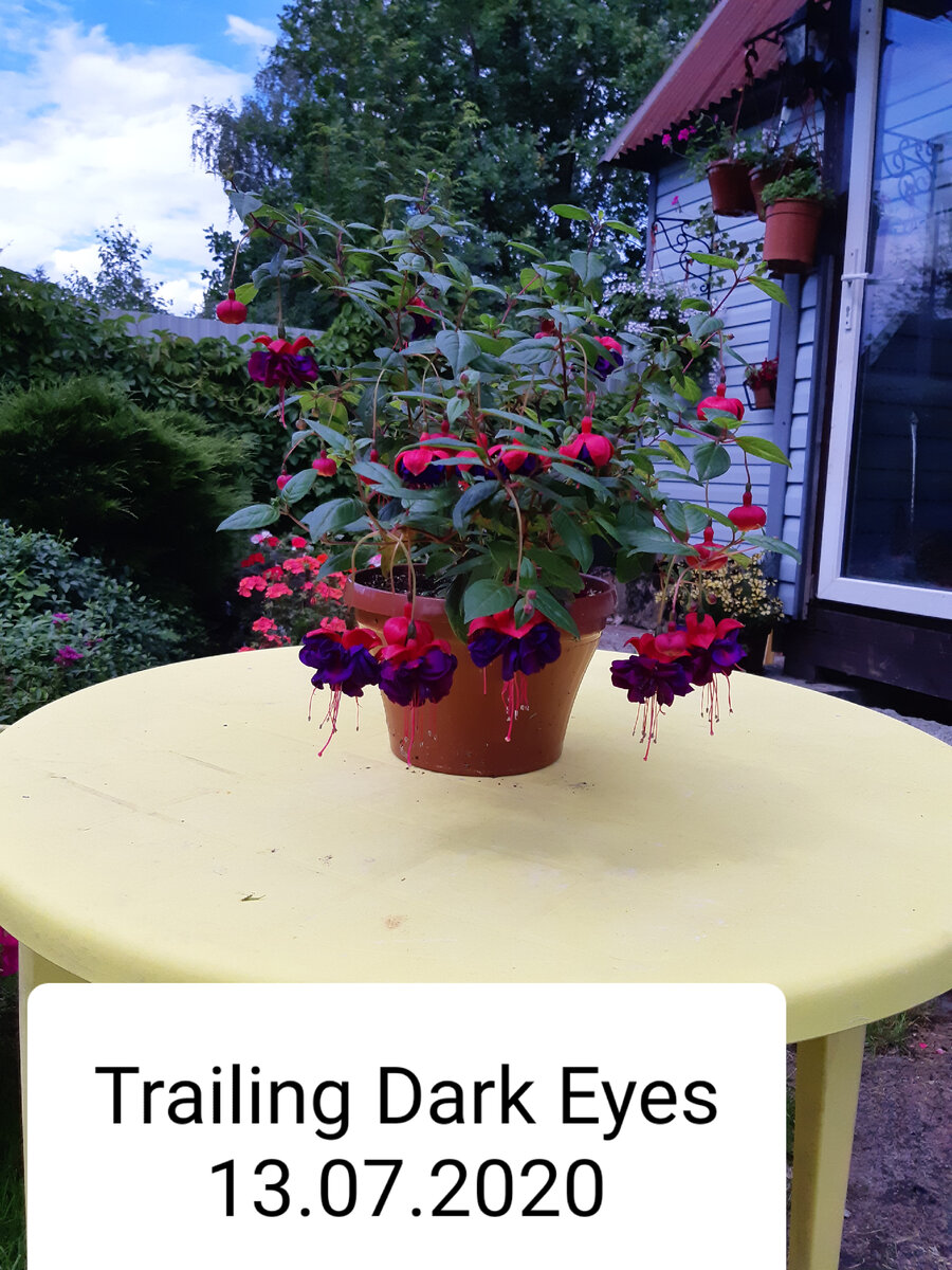 Фуксия выращенна на участке в Синявино (Ленинградская область).